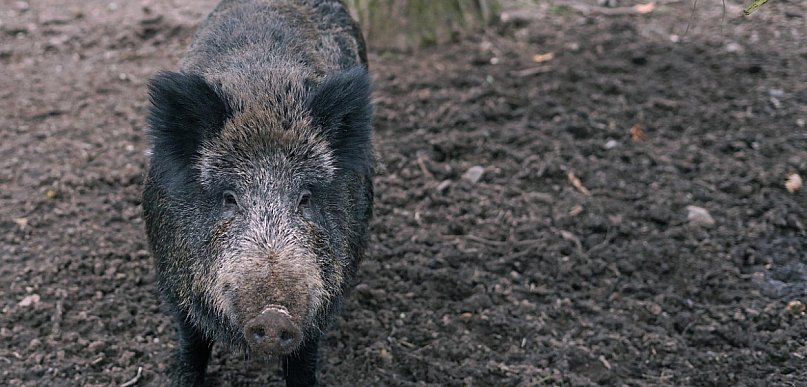 Biolog: dziki w miastach to nie inwazja, lecz dowód ich elastyczności