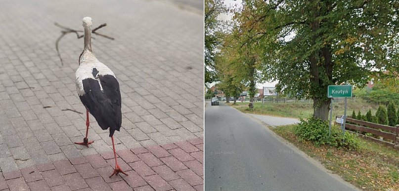 Bocian Krutek zwiastun wiosny jest już w Krutyni na Mazurach