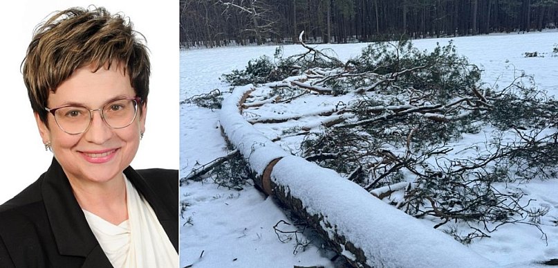 Osowicka: niezrozumiała i bulwersująca decyzja ogrodnika miejskiego