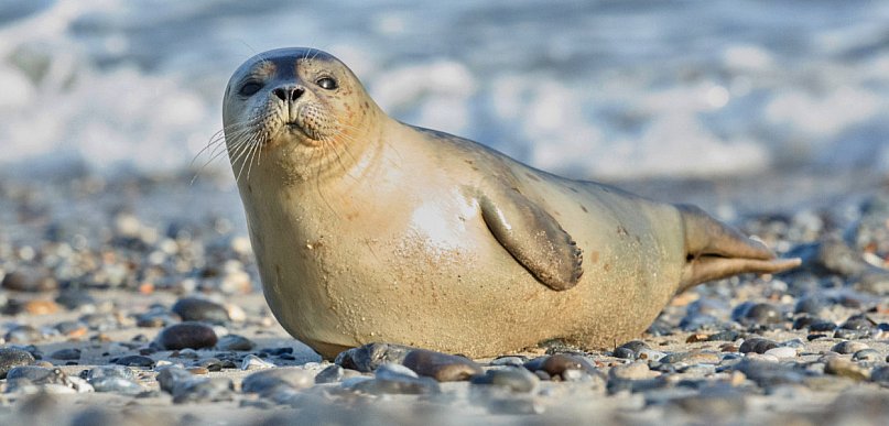 Biolożka z Helu: focze szczenięta tyją 2,5 kg dziennie