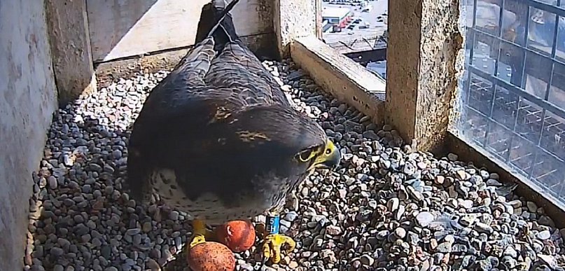 Gdyńskie sokoły wędrowne mają pierwsze w tym sezonie jaja