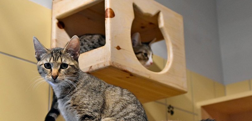 Gdynia przyjęła program opieki nad zwierzętami w potrzebie