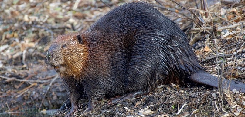 Pomorskie/ Wody Polskie wycofują wniosek o niszczenie tam i nor bobrów