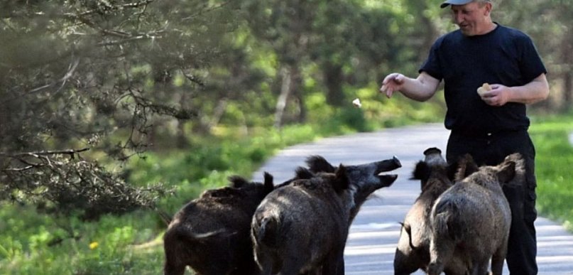 Biolog: błędy w gospodarce przestrzennej to główna przyczyna częstszych interakcji