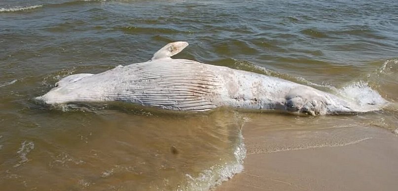 Wieloryb znaleziony na plaży w rezerwacie Mewia Łacha zostanie zutylizowany