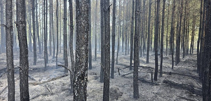 Pomorskie/ Pożar lasu w powiecie chojnickim; w akcji 33 zastępy straży