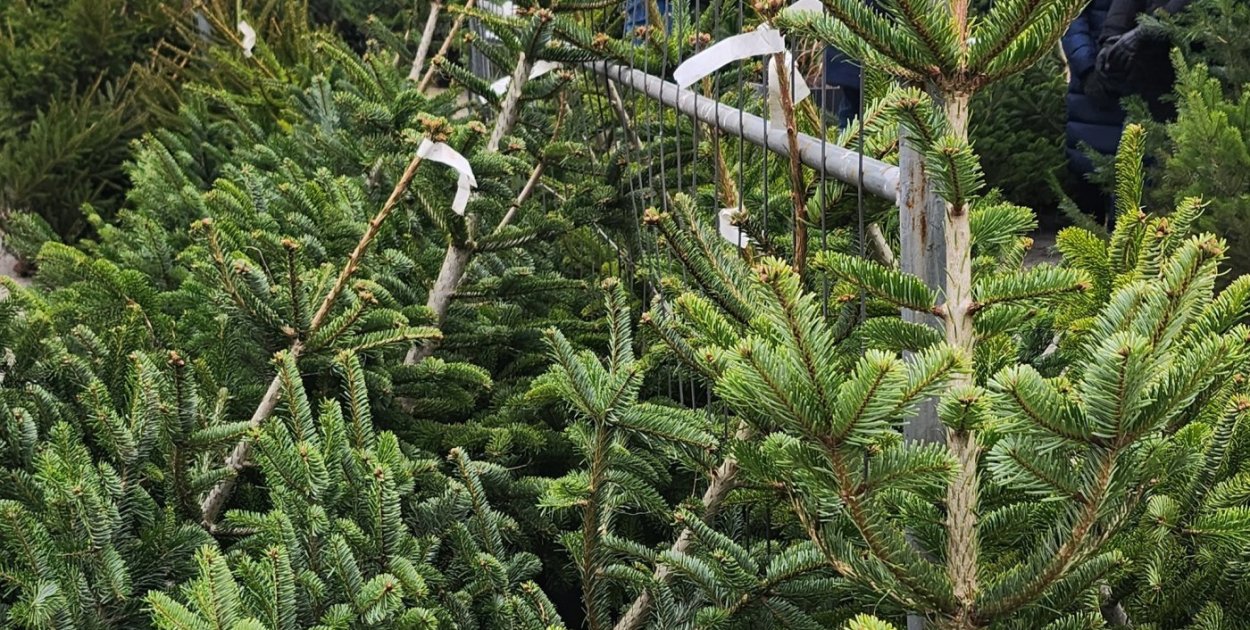 Choinka z targowiska, stoiska, a może prosto od leśnika?