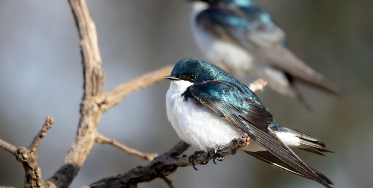 foto terski / pixabay.com