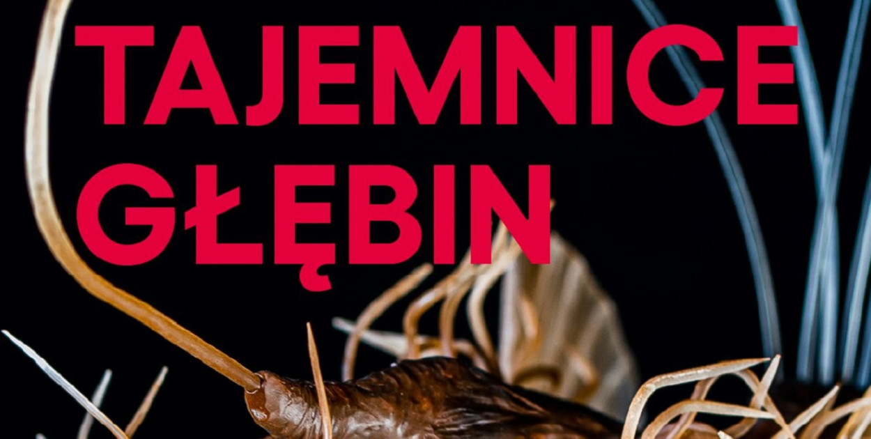 Grafika CN Experyment