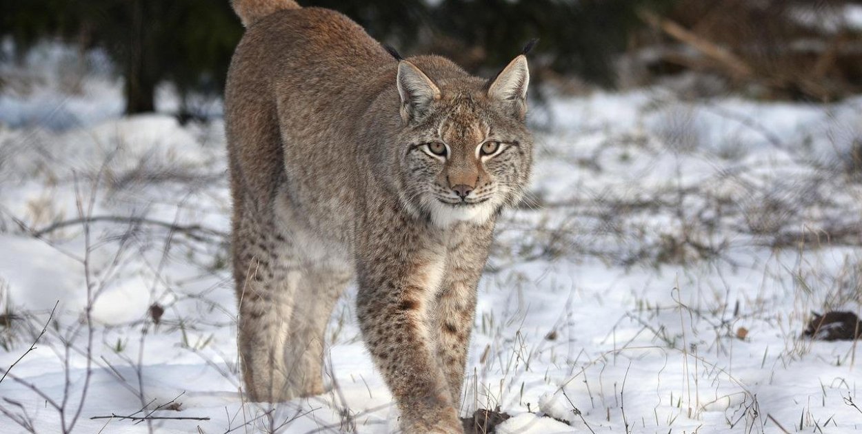 Ryś w Gdyni. Co zrobić, gdy spotkamy dzikie zwierzę?