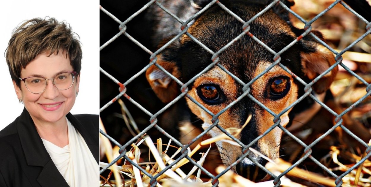 Osowicka: schroniska dla zwierząt prowadzone przez samorządy?