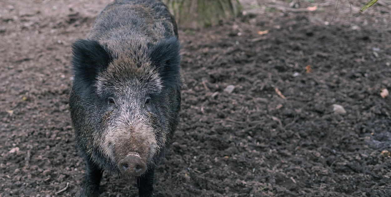 Biolog: dziki w miastach to nie inwazja, lecz dowód ich elastyczności