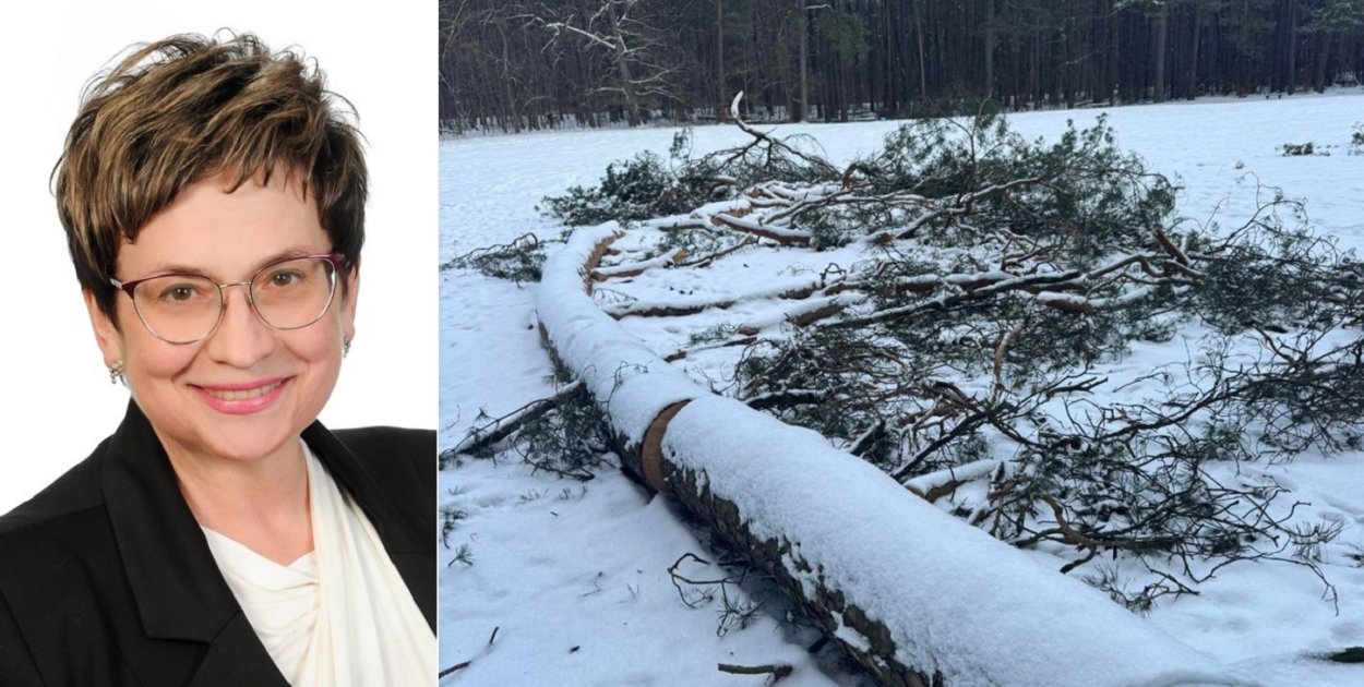 Osowicka: niezrozumiała i bulwersująca decyzja ogrodnika miejskiego