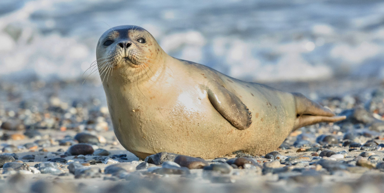 Biolożka z Helu: focze szczenięta tyją 2,5 kg dziennie