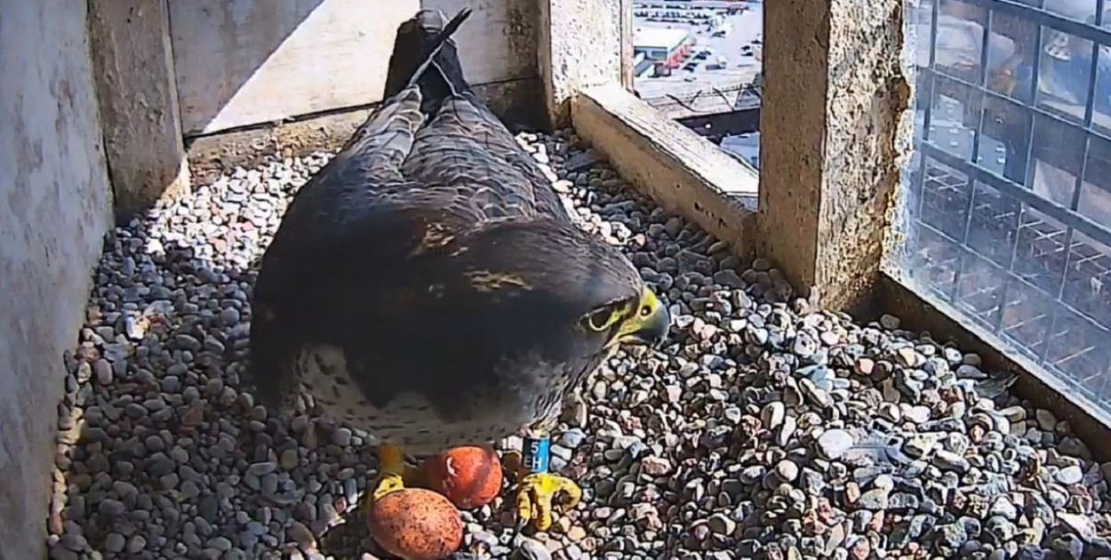 Gdyńskie sokoły wędrowne mają pierwsze w tym sezonie jaja