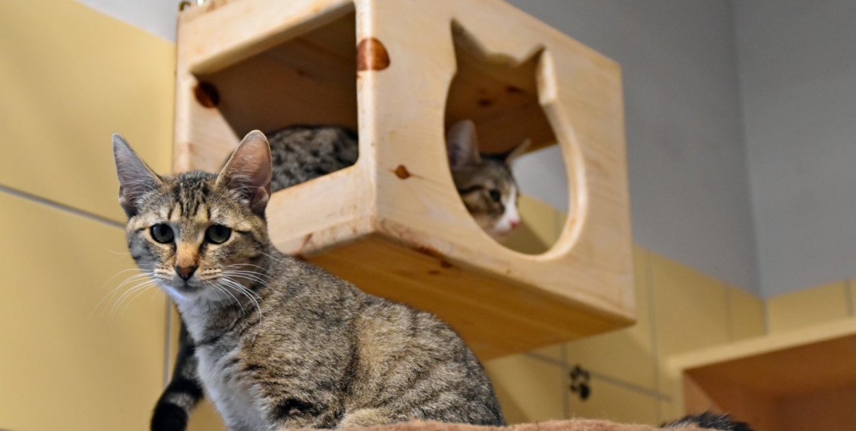 Gdynia przyjęła program opieki nad zwierzętami w potrzebie