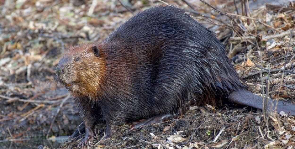Pomorskie/ Wody Polskie wycofują wniosek o niszczenie tam i nor bobrów
